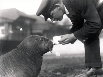 Verzorger Arthur Chandler geeft levertraan aan een walrus, 1923